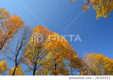 樹 圖片|樹圖庫、照片和背景素材免費下載